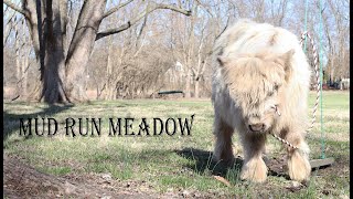 Mini Highland Cow 101 – Everything You Need to Know