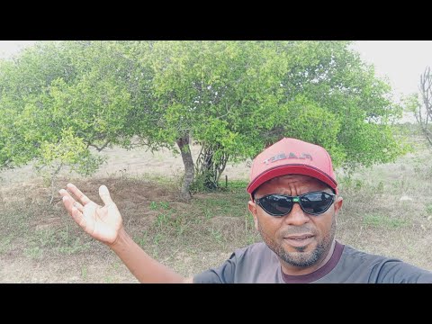 A Região de Tobias Barreto Sergipe, também é forte na safra do umbu. 