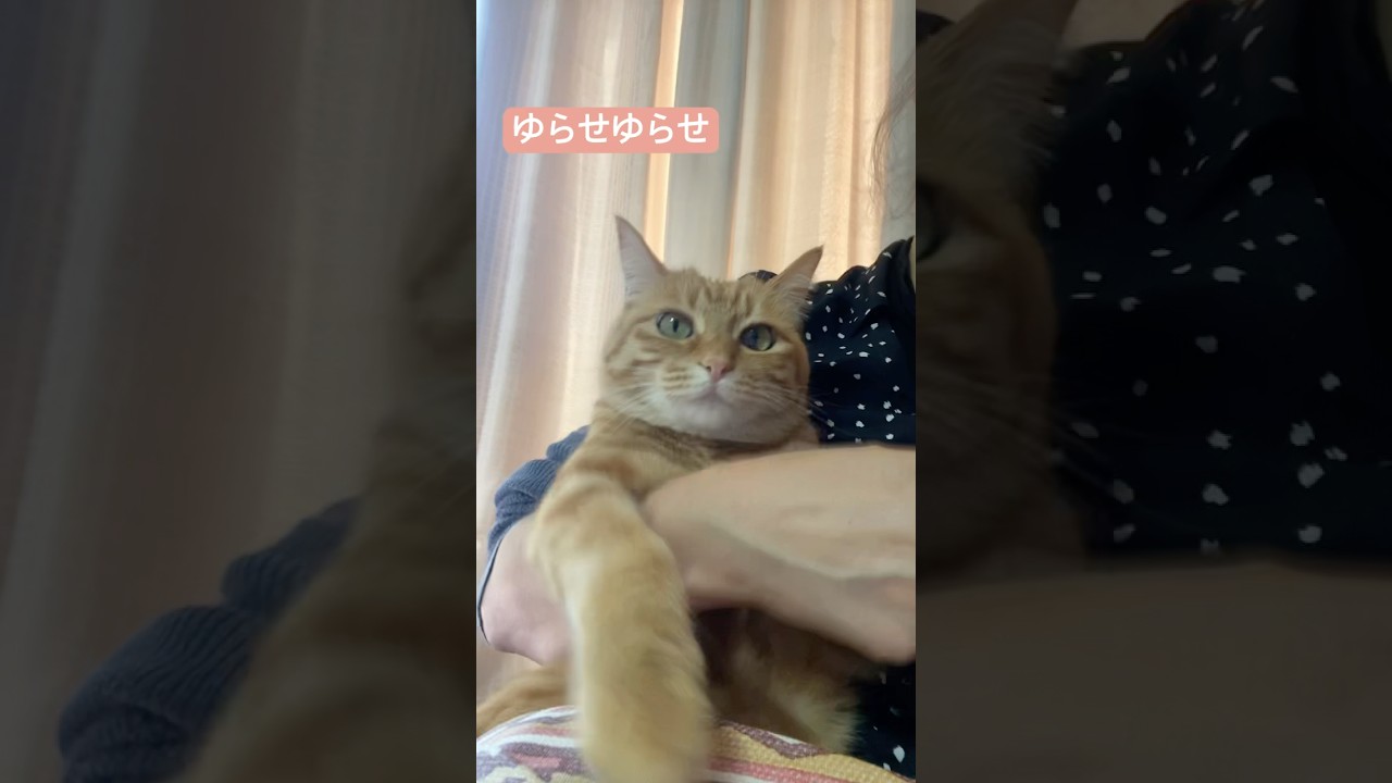 #shorts #猫shorts #catshorts #fyp #おすすめ #猫 #子猫 #cat #catlover #癒し #かわいい #猫のいる暮らし #猫好きさんと繋がりたい #癒しの猫時間