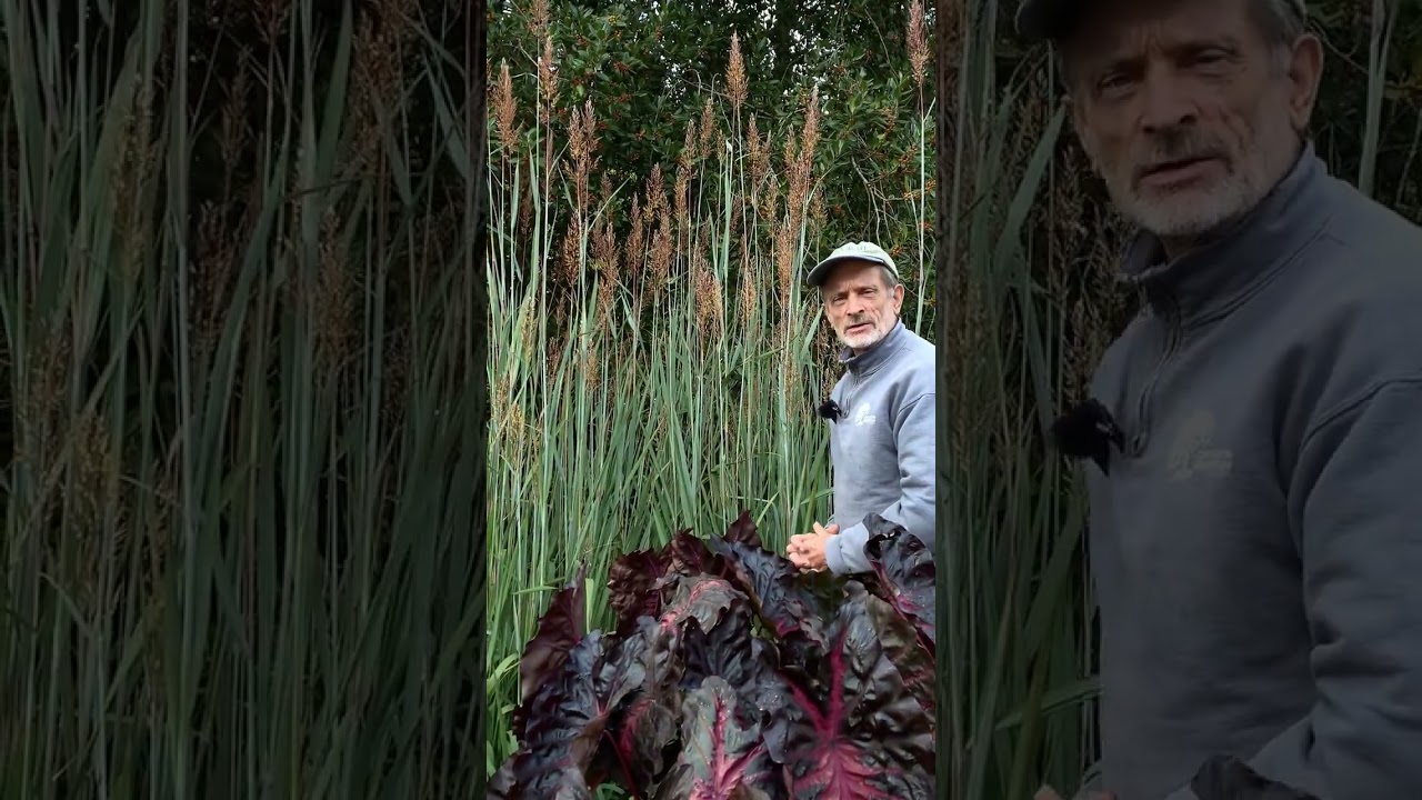 Sorghastrum nutans 'Slim Pickens' native ornamental grass #nativeplants #perennials