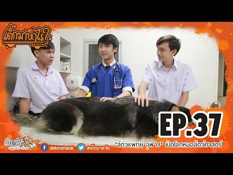 ขยายขนาดอวัยวะเพศผ่าตัด Как увеличить в длине половой член