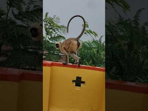 Hanuman Video #shorts