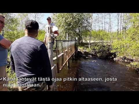 Näin käytetään maakatiskaa kalakantojen hoidossa Pyhäjärvellä