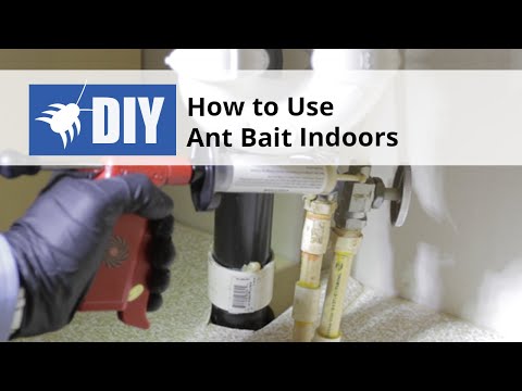  How to Use Ant Bait Indoors Video 