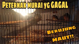 Download lagu PETERNAK MURAI DARI SUKSES HINGGA BANGKRUT mp3