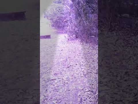 Cigana video