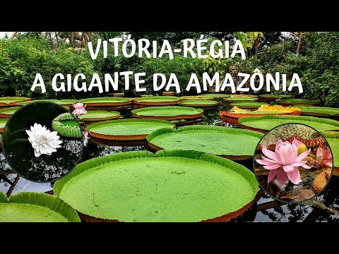 Vitória-régia (Victoria amazonica) a planta aquática gigante