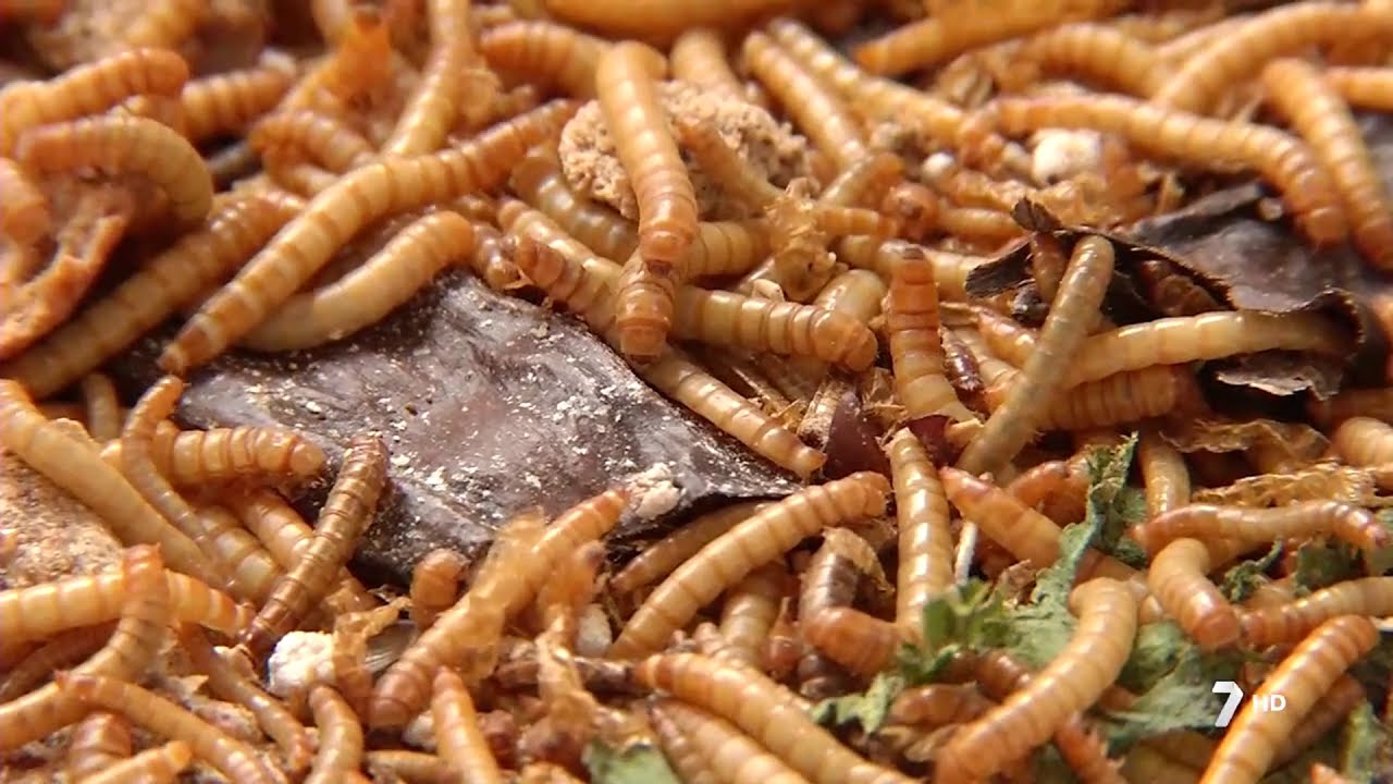 La UMU crea una empresa dedicada a la cría de insectos para consumo humano