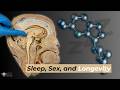 Sleep Sex Longevity The Power Of Melatonin