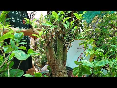 Uốn Mai Ghép Thành Công