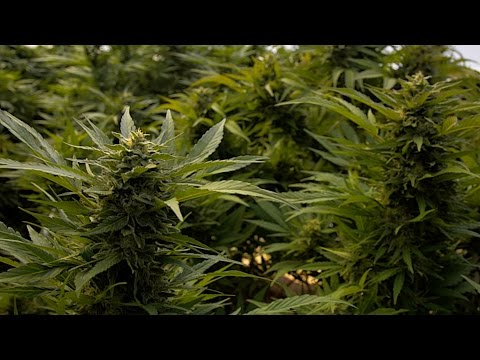 The Humboldt Live Sessions - The HiLL