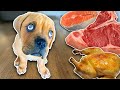 Letting A Blind Homeless Puppy Pick His First Meal At Home With Foster Kobe