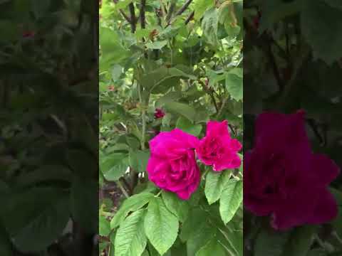 Wij magiska Rosenträdgård i Ockelbo, Gästrikland, Sverige. Del 1