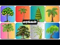 Trees Name Learn Trees In English And Tamil Marangalin Peyargal Tree For Kids Education மரங்