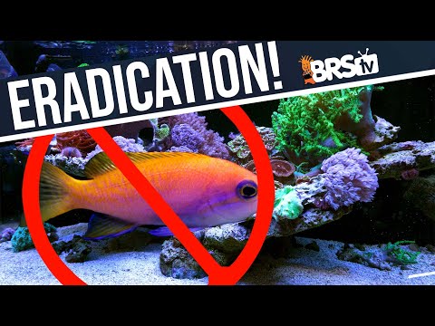 Is the Eradication of Saltwater Fish Disease an Attainable Goal? Ep: 4