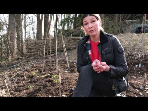 Odla bondbönor mellan potatisarna i Odlingsdagboken idag odlar & samodlar jag potatis och bondböna