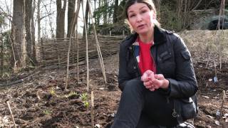 Odla bondbönor mellan potatisarna i Odlingsdagboken idag odlar &amp; samodlar jag potatis och bondböna