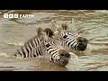 A Fight For Survival Natural World The Crossing BBC Earth
