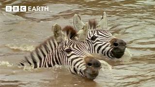 קרב על הישרדות | עולם הטבע: המעבר | BBC Earth
