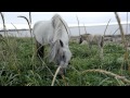 Арктические лошади Терского побережья. Arctic horse. 