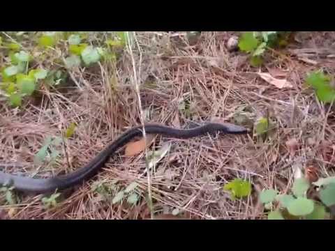 Attack - Everglades Racer - Old Jupiter Indiantown Road, Martin County, FL