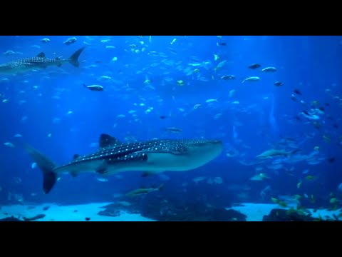 Super Relaxing Aquarium Screensaver with Two Whale Sharks