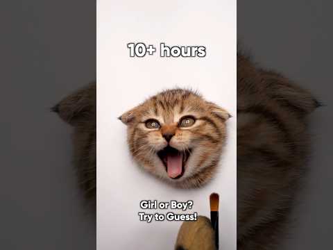 How to Draw a Realistic Kitten Portrait? 🤍 You'll need some paints and...