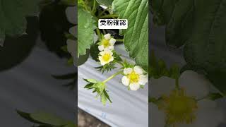 蜂は仕事をしてくれてます #いちご #農協 #受粉