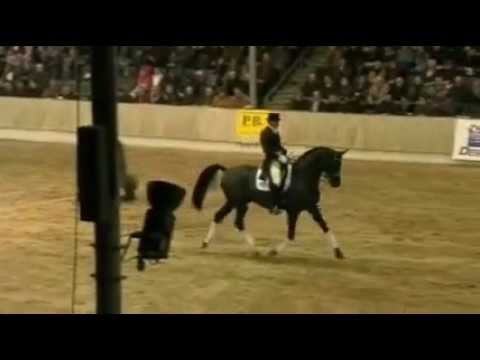 DESPERADOS: Hanoverian DE NIRO stallion by www.equine-evolution.com