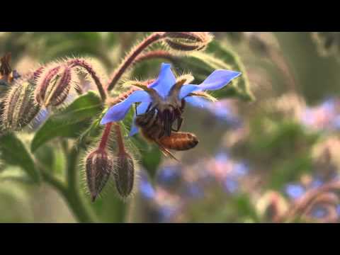 Alan Watts - The nature of selfishness