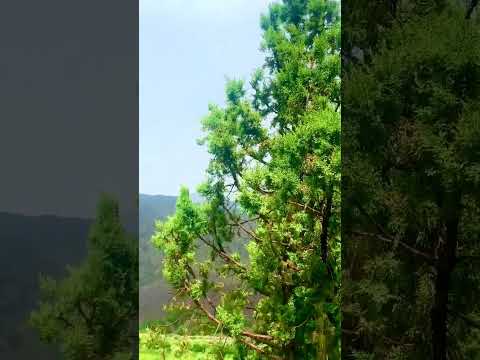 #afghanistan #beauty #nature #logar #Azra #Razakhil