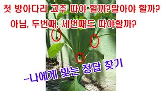 첫방아다리 고추 따야 할까? 말아야 할까? 아님 두번째, 세번째도 따야 할까?-나에게 맞는 정답 찾기(고추 …