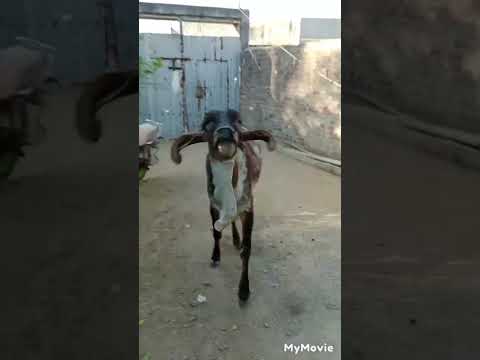 happy birthday bansi #complite 2year#girfemalcalf