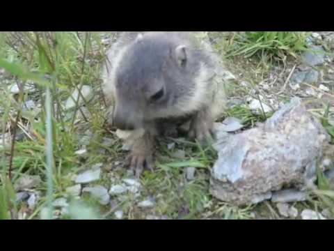 Tourenbericht - Murmeltiere auf der Alpentraversale