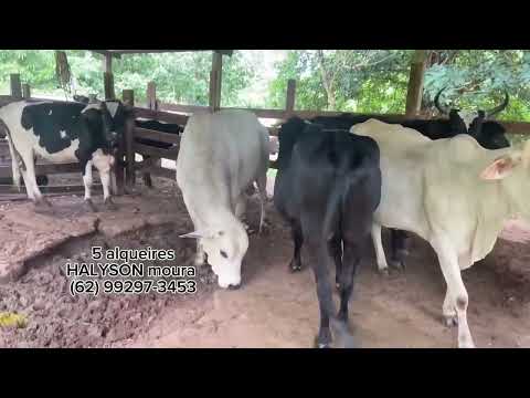 5 alqueires de oportunidades em professor Jamil R$ 1.300.000,00