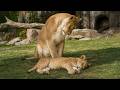 Watch This And YOU WON T STOP LAUGHING With These FUNNY ANIMALS