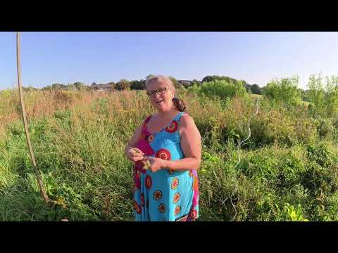 Die Wilde Möhre - Wer sie ist und was sie kann Teil 1