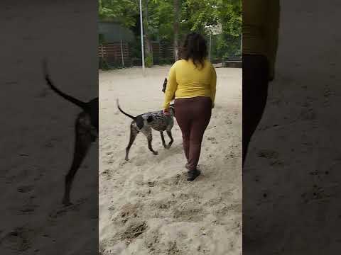 Aston & Kevin #germanshepherd #gsd #dogfriendly #brac