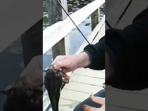 Biggest Bullhead catfish so far. Hashtag #Fishing Short.Mill Lake Fraser Valley Fishing.BC