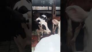 Download lagu THESE ARE THE REMAINDERED COWS IN IRFAN HAKIM'S HOUSE #shorts #artist #cow #dehakims #irfan mp3 Download lagu THESE ARE THE REMAINDERED COWS IN IRFAN HAKIM'S HOUSE #shorts #artist #cow #dehakims #irfan mp3