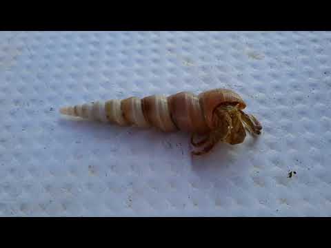 Индия, отдых в Гоа, декабрь 2017