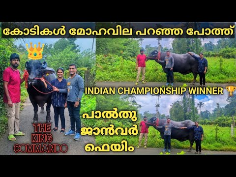 Commando Bull | One Of The Biggest Buffalo In India | Couples Cube | Godwin | Nilja | Malayalam