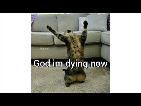 Why This Kolaveri Di (cat version)