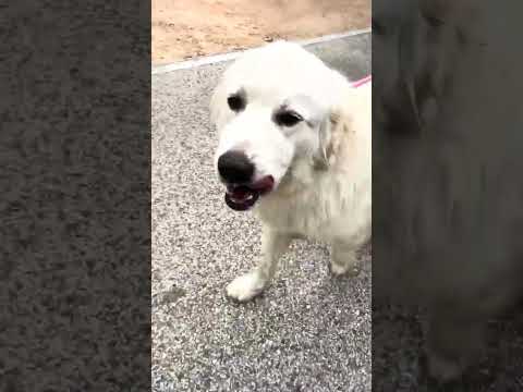 Murphy, an adoptable Great Pyrenees in Farmington, CT_image-1