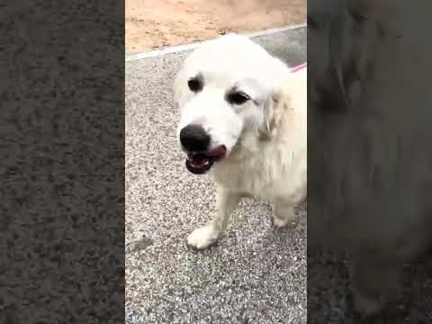 Murphy, an adoptable Great Pyrenees in Spring, TX_image-1