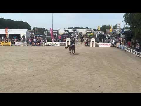 Catoki’s Cornet 6yo (Catoki x Cornet obolensky)  Gesves