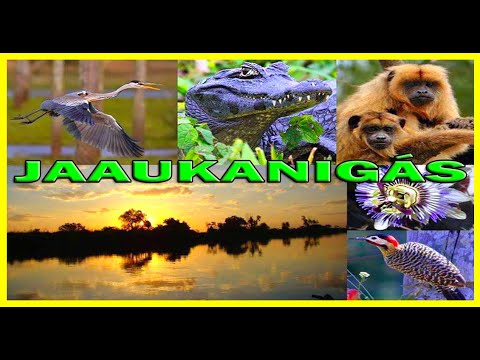 JAAUKANIGÁS El SECRETO Mejor Guardado De Todo El Río Paraná