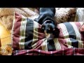 Cute Dachshund Puppy Destroys Home 