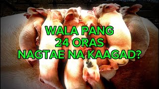 Swine Rotavirus Infection