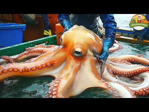 Giant Squid Catching Process | Modern Squid Catching Machine | How Squid Is Processed In the Factory